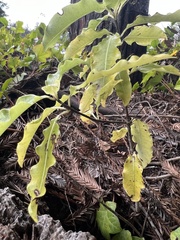 Pittosporum eugenioides