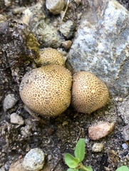 Scleroderma areolatum