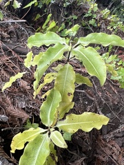 Pittosporum eugenioides