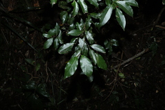 Endiandra muelleri muelleri