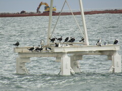 Phalacrocorax varius