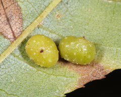 Caryomyia tuberculata