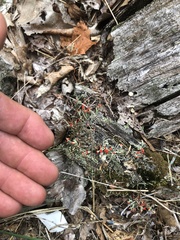 Cladonia cristatella
