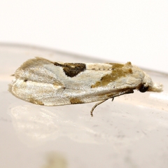 Aethes angustana