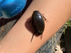 Dytiscus verticalis