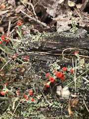 Cladonia cristatella