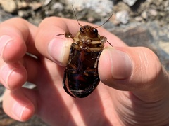 Dytiscus verticalis