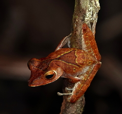 Polypedates colletti