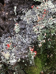 Cladonia cristatella