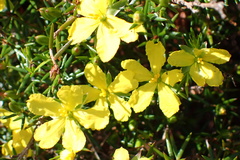 Hibbertia exutiacies