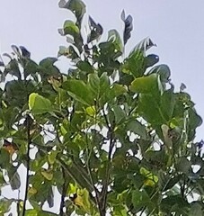 Ficus cumingii terminalifolia