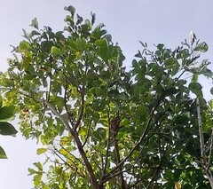 Ficus cumingii terminalifolia