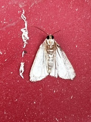 Acronicta retardata