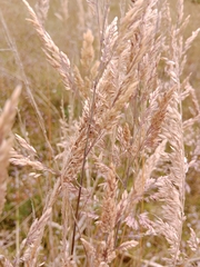 Calamagrostis epigejos