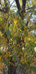 Salix udensis