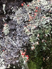 Cladonia cristatella