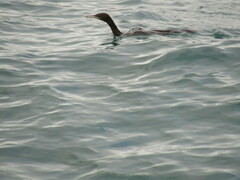 Phalacrocorax sulcirostris