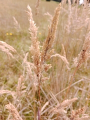 Calamagrostis epigejos