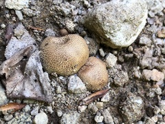 Scleroderma areolatum