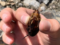 Dytiscus verticalis