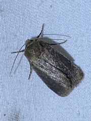 Orthodes cynica