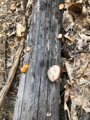 Trametes cinnabarina