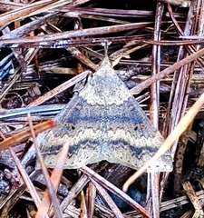 Renia discoloralis