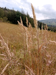 Calamagrostis epigejos