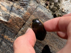Dytiscus verticalis