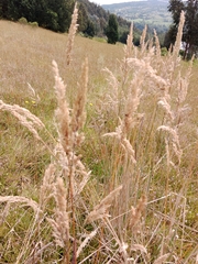 Calamagrostis epigejos