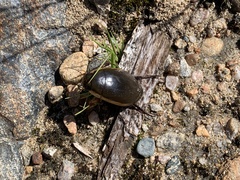 Dytiscus verticalis
