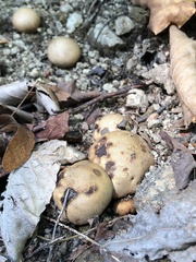 Scleroderma areolatum