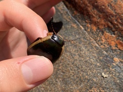 Dytiscus verticalis