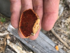 Trametes cinnabarina