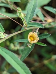 Sida rhombifolia