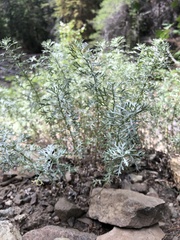 Artemisia michauxiana