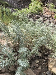 Artemisia michauxiana