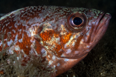 Sebastes miniatus