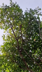 Ficus cumingii terminalifolia