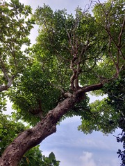 Ficus cumingii terminalifolia