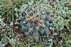 Coryphantha ottonis