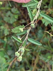 Sida rhombifolia