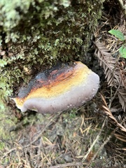Fomitopsis mounceae