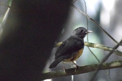 Turdus olivaceus olivaceus