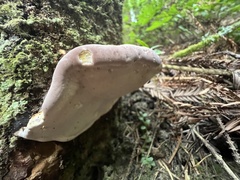 Fomitopsis mounceae