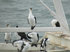 Phalacrocorax varius