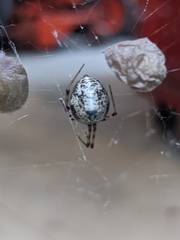 Parasteatoda