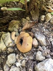 Scleroderma areolatum