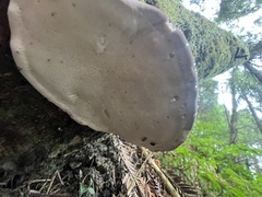 Fomitopsis mounceae