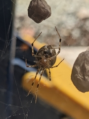 Parasteatoda